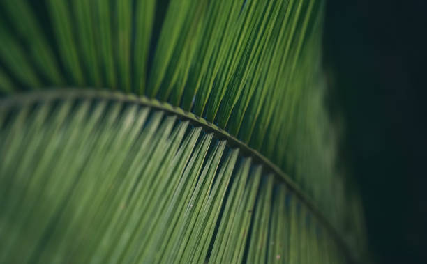 istock Close-up of a palm tree branch at night 1344051030