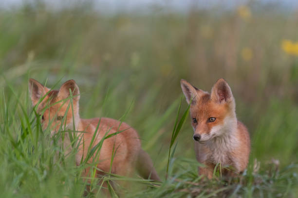 istock Portrait red fox cub Vulpes vulpes in the habitat 1344051268