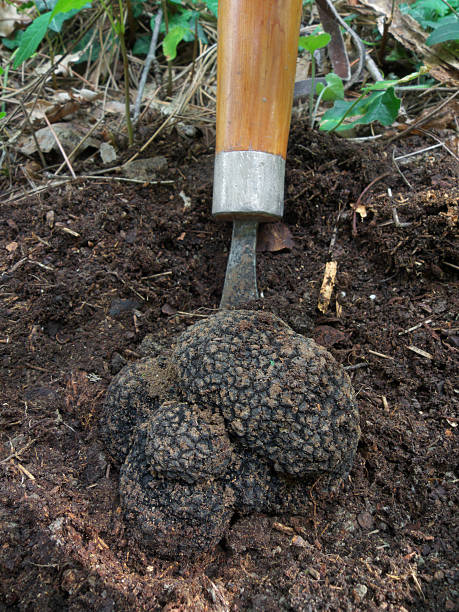 big black truffle stock photo