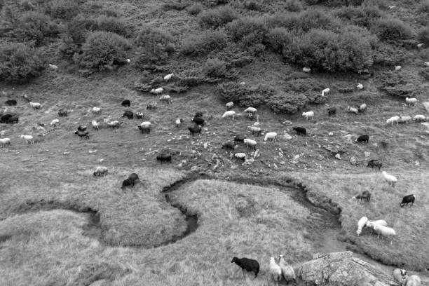 istock Sheep near a winding stream 1344051311