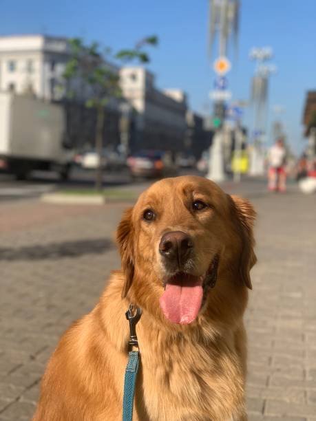istock Red golden retriever on the avenue 1344051911