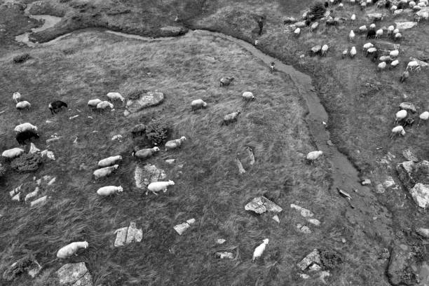 istock Sheep near a winding stream 1344053572
