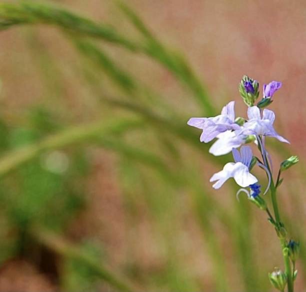 Purple wildflower in a field