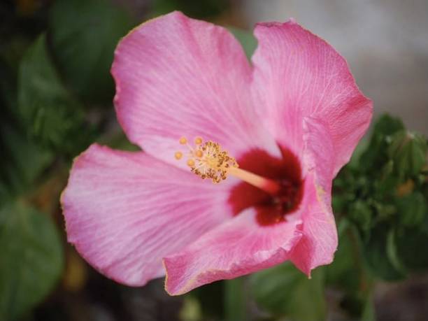 Hibiscus Flower stock photo