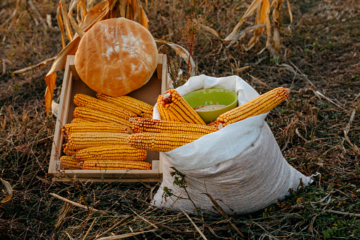 Corn after harvest
