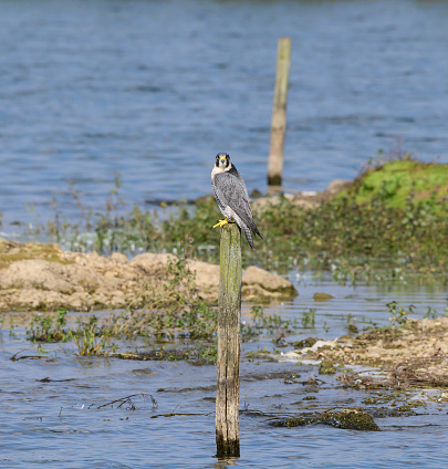 Peregrine falcon looking for prey sitting on a wooden post on a fresh water lake surrounded by gravel banks at Blashford Lake Nature Reserve. Ringwood, Hampshire, England