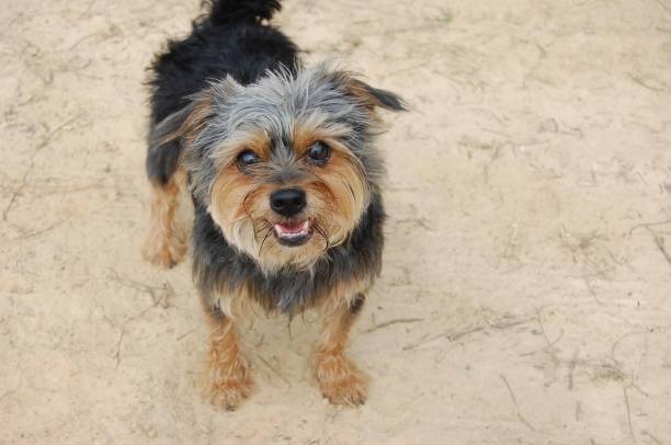 Random dog on a beach stock photo