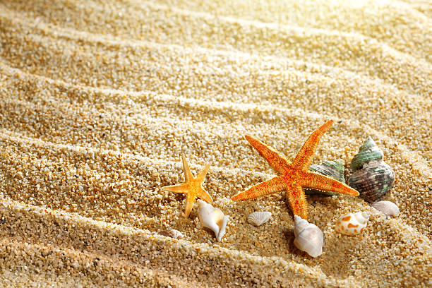 frame from various shells on sand frame from various shells on sand shell starfish orange sea stock pictures, royalty-free photos & images