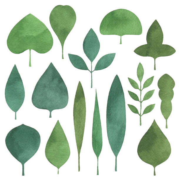 illustrazioni stock, clip art, cartoni animati e icone di tendenza di acquerello simple green leaves set - tree symbol watercolour paints watercolor painting