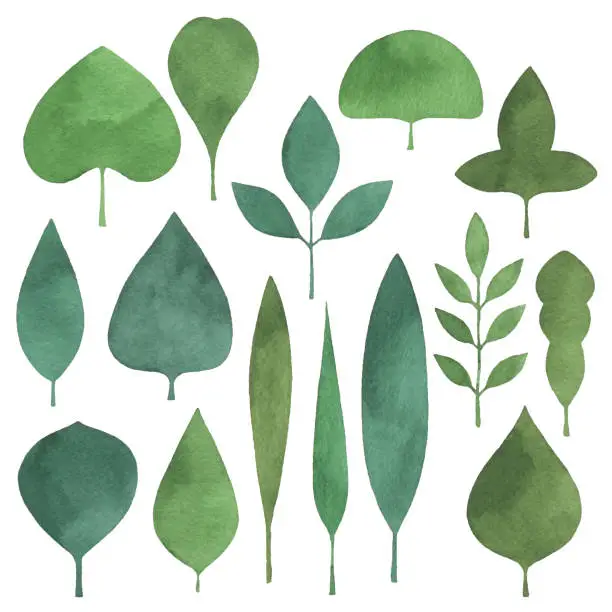 Vector illustration of Watercolor Simple Green Leaves Set