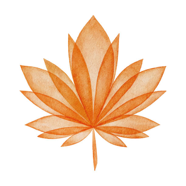 akwarela abstrakcyjny liść klonu - maple leaf leaf autumn single object stock illustrations