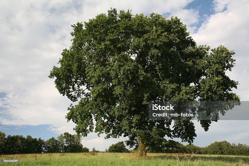 Único oak no campo da estação (verão - Foto de stock de Carvalho - Árvore de folha caduca royalty-free