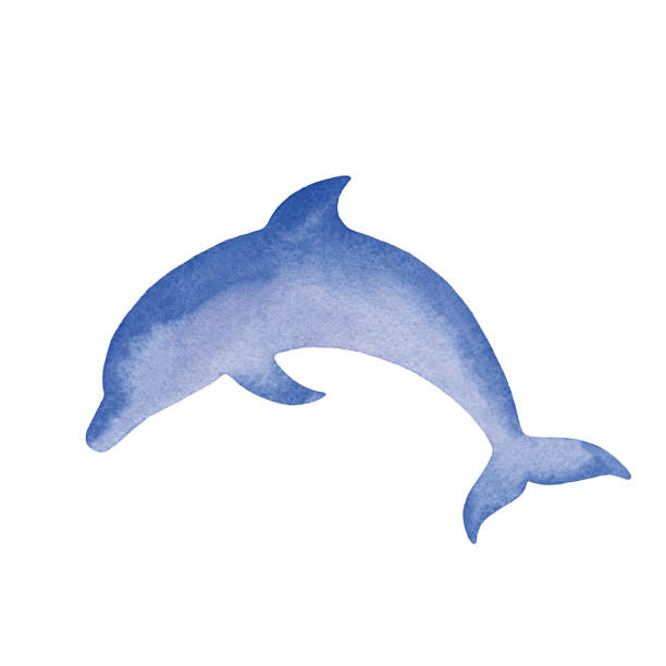 illustrations, cliparts, dessins animés et icônes de aquarelle simple dolphin illustration - freedom fish water jumping