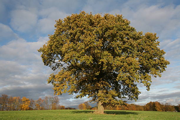 istock Single oak in the course of seasons (autumn) 134406445