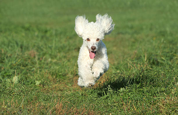 istock White poodle puppy run on grass 134406810