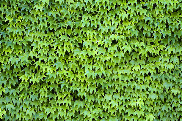 Fondo con Ivy cubiertas de pared - foto de stock