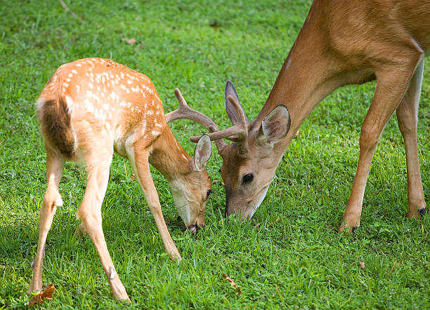 istock Father and son meal 134406999