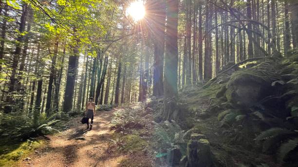 istock Hiking in the forest 1344072357