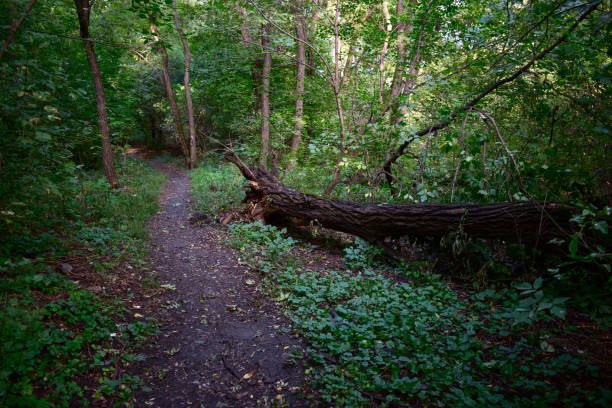 istock The ground path next to the fallen tree among the thick green in the park 1344076404