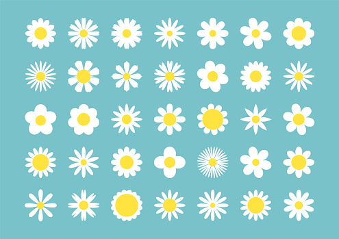 Daisy chamomile linear icons. Colored set vector thin line illustration. Blooming flower petals yellow and white.