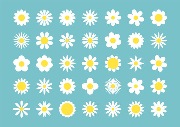 Daisy chamomile linear icons. Colored set vector thin line illustration. Blooming flower petals yellow and white Daisy chamomile linear icons. Colored set vector thin line illustration. Blooming flower petals yellow and white. daisy flower spring marguerite stock illustrations