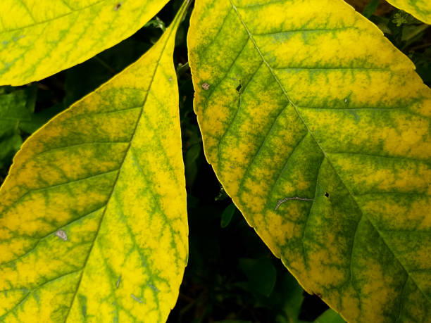 istock a branch with autumn yellow leaves on the grass 1344079365