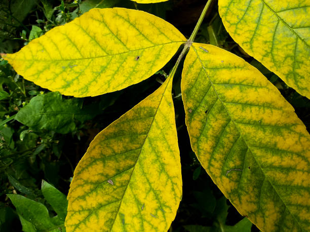 istock a branch with autumn yellow leaves on the grass 1344079367
