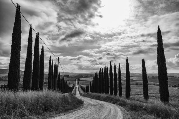 istock Iconic Tuscany road with cypress trees in a row 1344079407