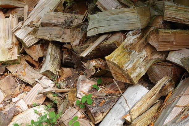 istock Oak cut into logs for firewood   Stacked wood 1344079521