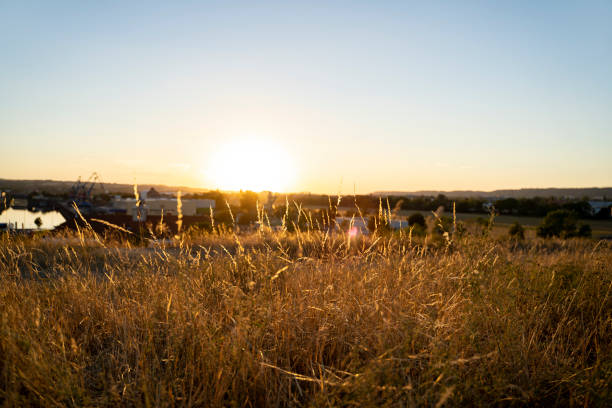 istock Orange meadow on hill with wheat and grass overlooking the horizon on sunset 1344081732