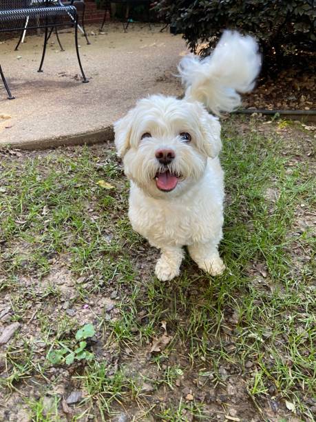 istock Happy dog in the yard 1344083216