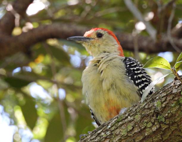 istock Red-bellied Woodpecker (Melanerpes carolinus) perched on a tree 1344083435
