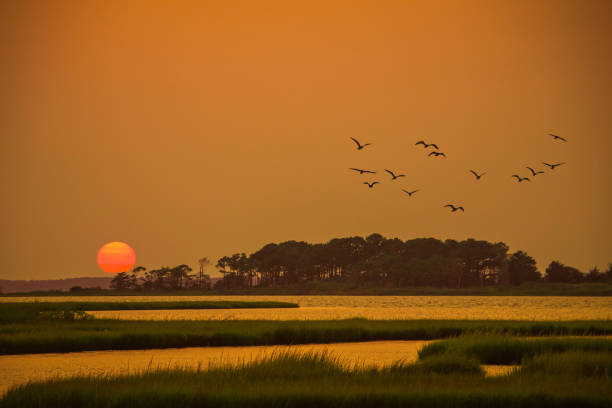 istock Assateague Island  Golden Hour 1344083522