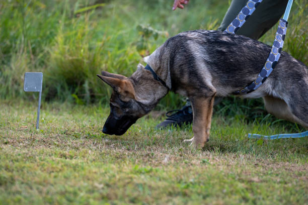 istock A four month old German Shepherd puppy in tracking training 1344083907