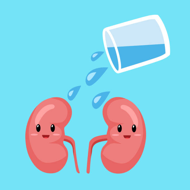 Cute kidneys cartoon character with a glass of water in flat design. Healthy kidneys vector illustration. vector art illustration