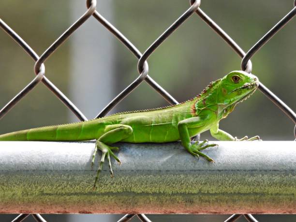 istock Green Iguana (Iguana iguana) resting on a chainlink fence 1344084900