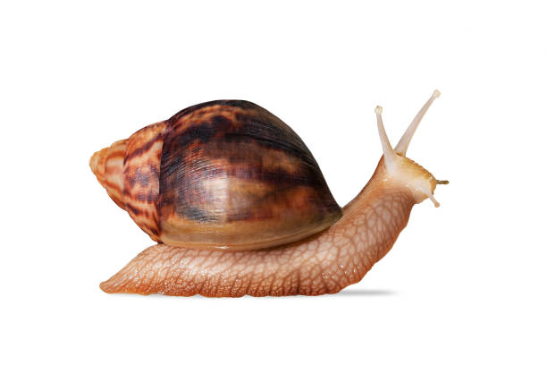 istock Big Giant African snail isolated on white background with clipping path. 1344085633