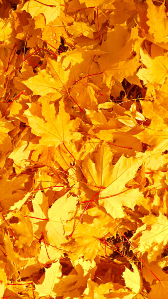 istock Autumn leaves background. Fallen yellow and orange maple leaves background. 1344085702
