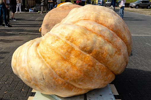 The extra large giant pumpkin is transported on pallet