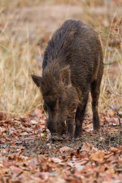 Indian Wild pig or India Boar walking down to a waterhole for a drink in Bandhavgarh, India stock photo