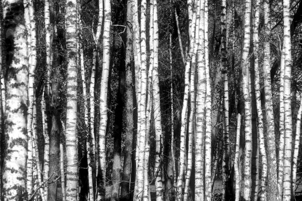 istock Monochrome high contrast image of thin birch trunks standing close together 1344090540