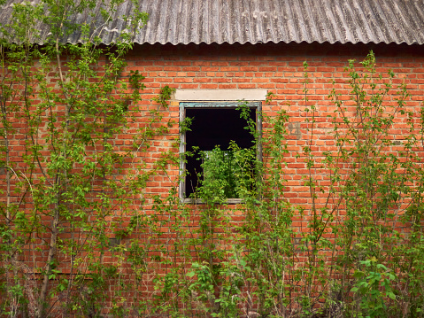abandoned building, window without glass, shrubbery near a brick wall