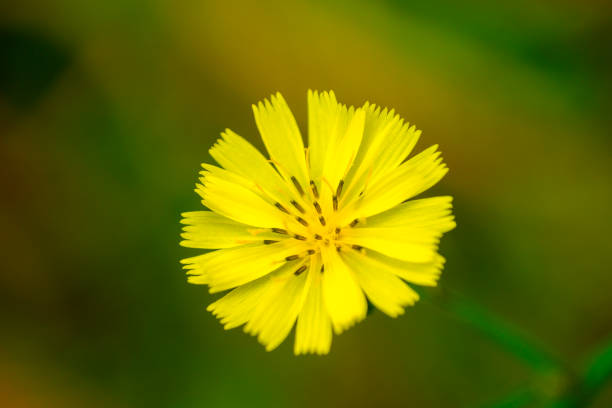 Tragopogon pratensis in the morning yard natural light in  Guatemala