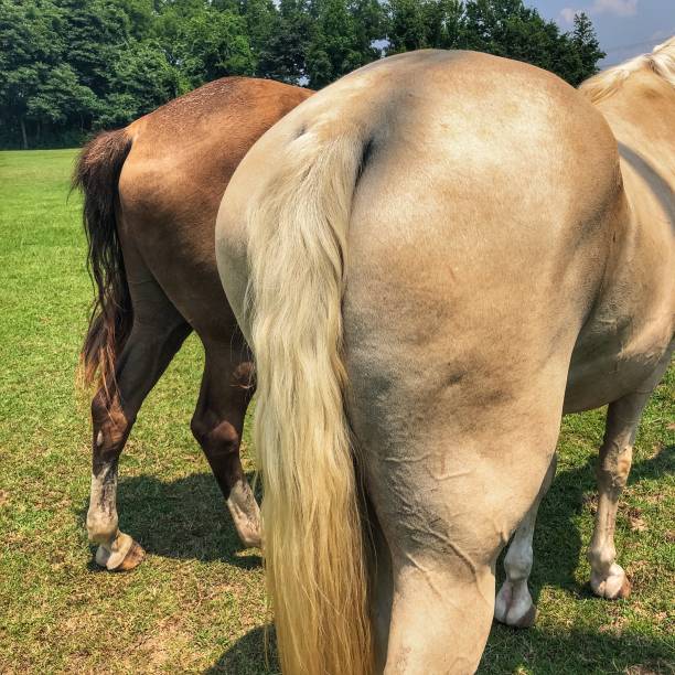 cavalli hind end - muscolo animale foto e immagini stock