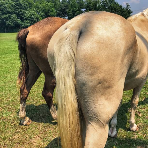 cavalos hind end - herbivorous close up rear end animal head - fotografias e filmes do acervo