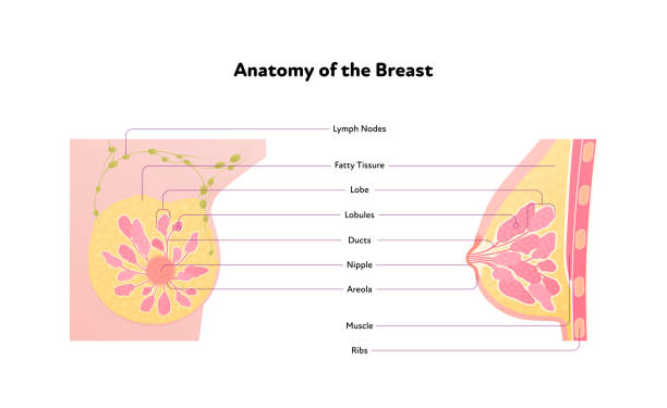 diagram anatomii ludzkiej piersi. wektorowa płaska ilustracja medyczna. wykres przekroju bocznego i przedniego izolowany na białym tle. projektowanie dla służby zdrowia, nauki, edukacji. - gland lobule stock illustrations