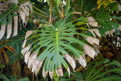 Leaf of a philodendron or cheese plant in open air in a public botanical park in Ponta Delgada the main city on the Portuguese Azorean Island San Miguel in the center of the North Atlantic Ocean