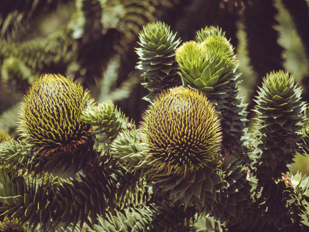 Flower buds on a Monkey Puzzle tree Flower buds on a Monkey Puzzle tree araucaria araucana flower stock pictures, royalty-free photos & images