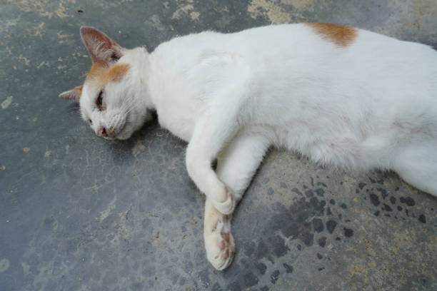 istock Beautiful white cat on the floor. 1344094038