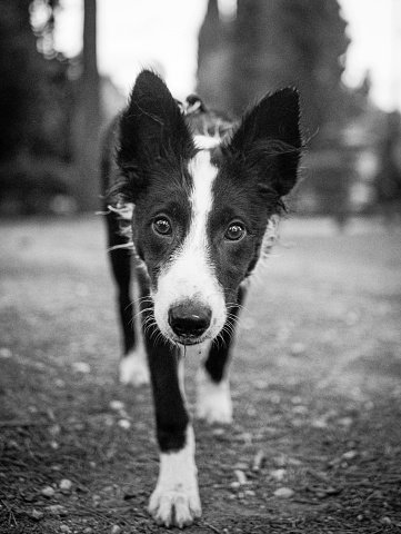 Border Collie puppy looking curiously at the photo camera